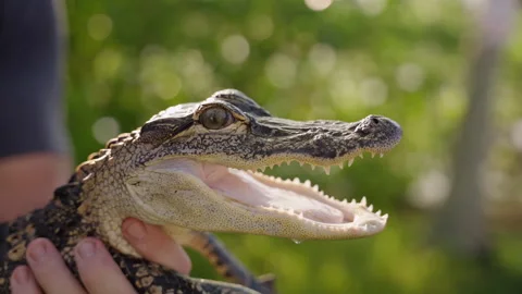 Close up of Alligator Stock Footage 289787224