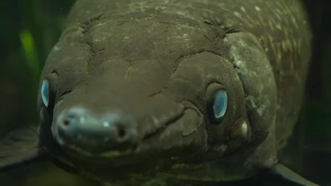 Close up of alligator gar fish  Stock Footage 125101119