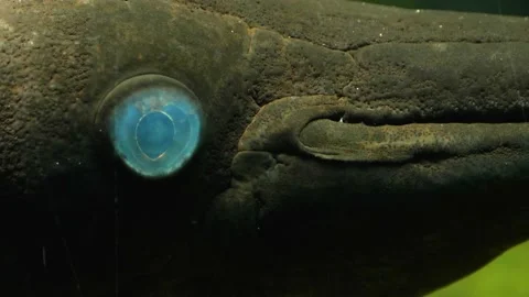 Close up of alligator gar Fish  Stock Footage 135038316