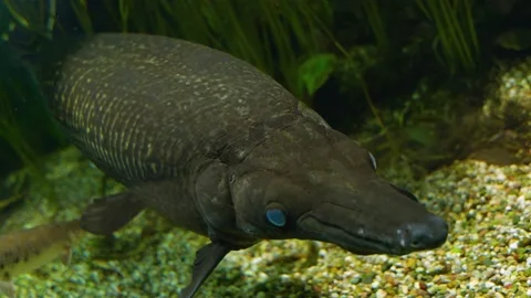 Close up of an alligator gar fish Stock Footage 233787123