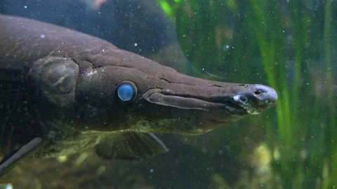 Close up of a alligator gar fish  Stock Footage 239579072