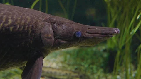 Close up of a alligator gar fish Stock Footage 241022474