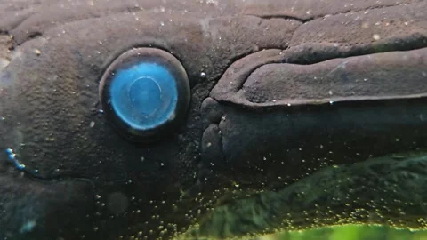 Close up of alligator gar fish  Stock Footage 275509639