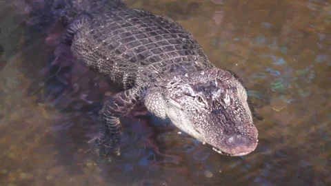 Close up of alligator head, Thailand. Selective focus. Stock Footage 250147335