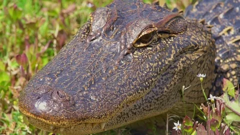 Close up of alligator mouth Video stock 74775946