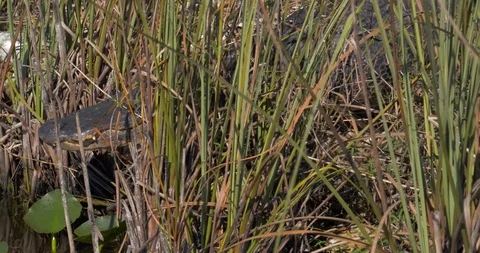 Close Up, Alligator Moving Through Everglades, Slow Motion Stock Footage 105373788