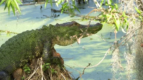 Close-Up of Alligator Resting on Stump, 4K Stock Footage 72555522
