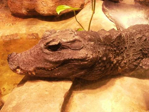 Close-up of an alligator on a rock Stock Photos