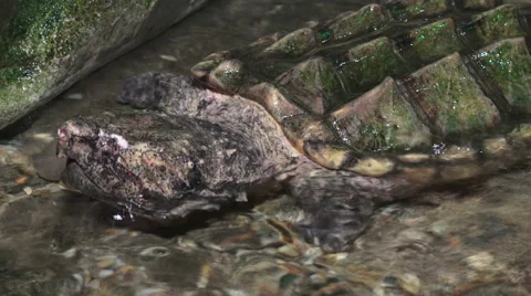 Close Up Alligator Snapping Turtle Stock Footage 54925152