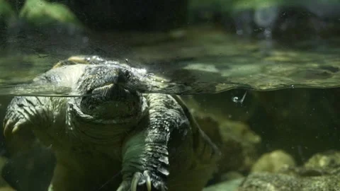 Close-up of an alligator snapping turtle in a freshwater tank. A big snapping Stock-Footage 312626414