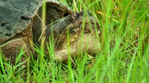 Close up alligator turtle Stock Footage 12119216