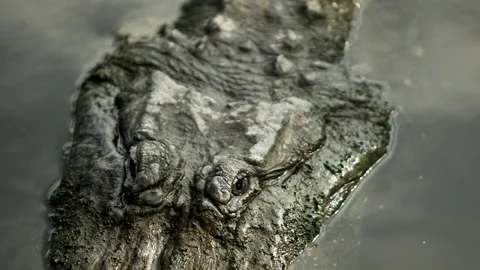 Close Up of Alligator in the Water Stock Footage 152493466