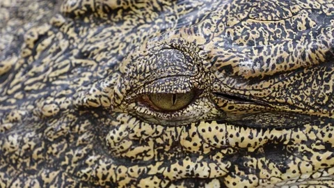 Close-up of alligator's eye. Close-up of a live alligator's eye. Stock Footage 267595458
