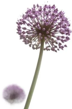 Close-up of Allium Gladiator flower with blurred background Stock Photos