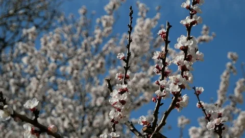 Close up Almond Blossoms - changing focus Stock Footage 104136921