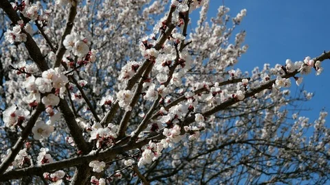 Close up Almond Blossoms - focus changing Stock Footage 104136845