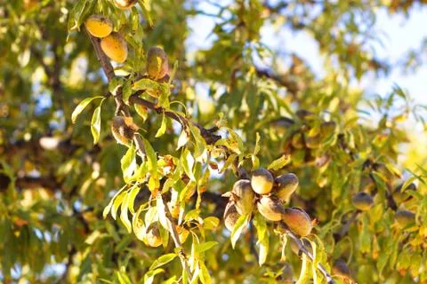 Close-up of almond branches with their shell fruit Stock Photos