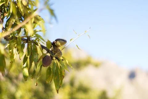 Close-up of almond branches with their shell fruit Stock Photos