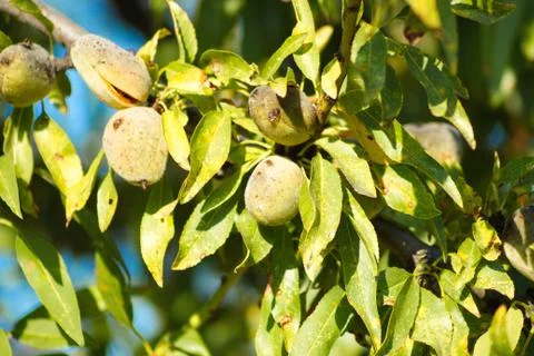 Close-up of almond branches with their shell fruit Stock Photos