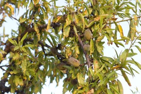 Close-up of almond branches with their shell fruit Stock Photos