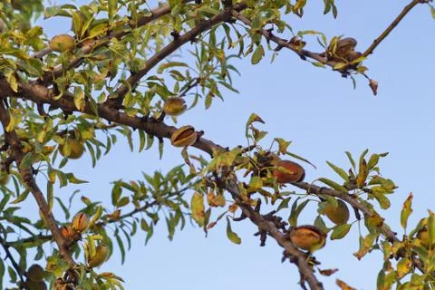Close-up of almond branches with their shell fruit Stock Photos