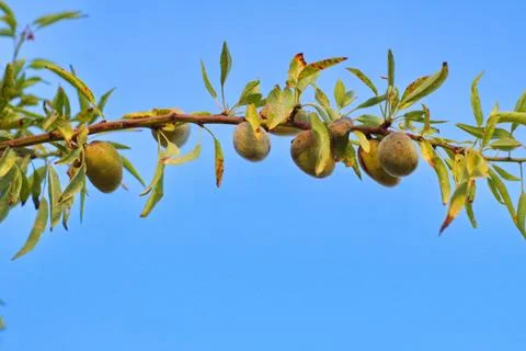 Close-up of almond branches with their shell fruit Stock Photos