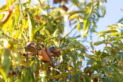 Close-up of almond branches with their shell fruit Stock Photos