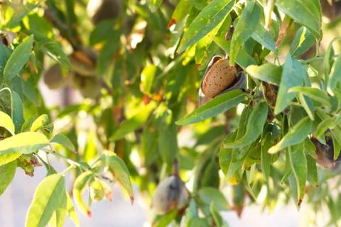 Close-up of almond branches with their shell fruit Stock Photos