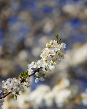 Close up almond tree branch Stock Photos