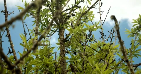 Close-up of almond tree branches against blue sky in spring Stock Footage 132444108