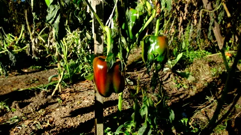 Close up almost ripe bell pepper hanging from withered plant Stock Footage 327103737