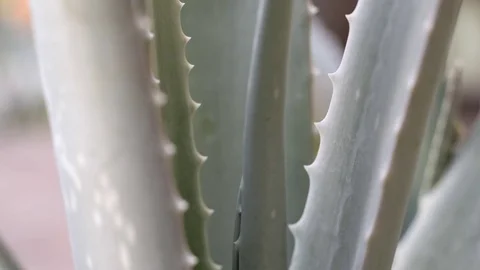 Close-up of an aloe plant. Rack focus Stock Footage 78175484