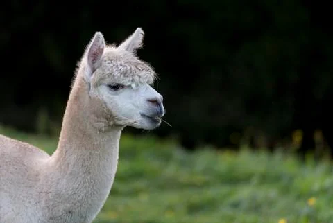 Close up of an Alpaca, chewing a single blade of grass, with room for copy Stock Photos