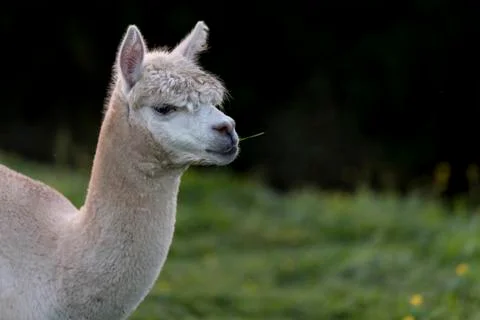 Close up of an Alpaca, chewing a single blade of grass, with room for copy Stock Photos