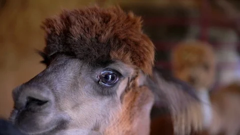Close-up of Alpaca Stock Footage 92542010