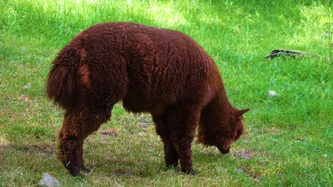 Close up of alpaca Stock Footage 249752981