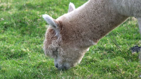Close up of an Alpaca grazing in a field Stock Footage 135381492
