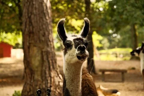Close-up of an alpaca's face looking at the camera and chewing food. Petting  写真素材