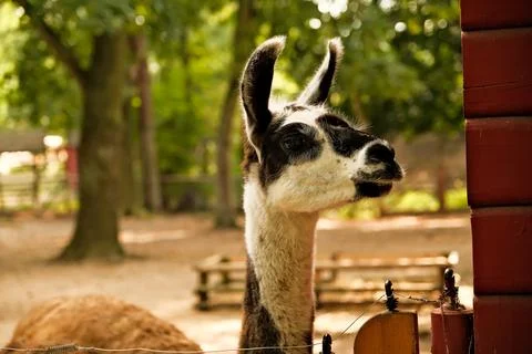 Close-up of an alpaca's face looking at the camera and chewing food. Petting  Stock Photos