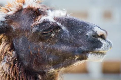 Close up of an alpaca's face Stock Photos
