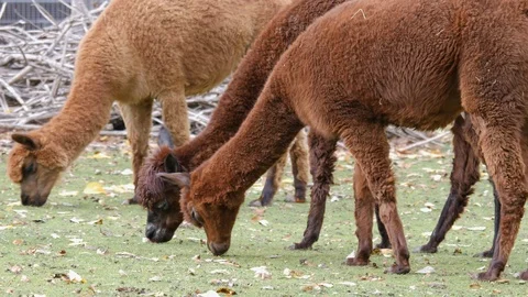 Close up of alpacas Stock Footage 119492339