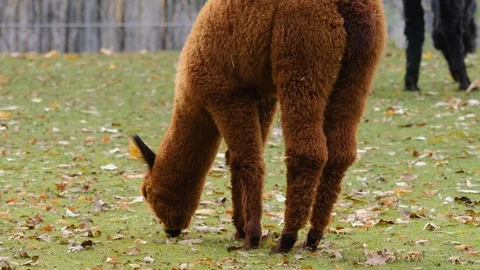 Close up of alpacas Stock Footage 119492459