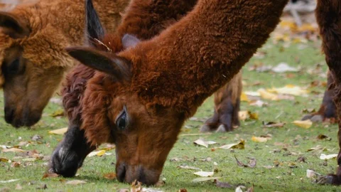 Close up of alpacas Stock Footage 119492463