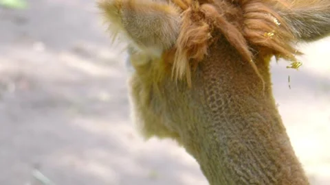 Close-up of an alpaca's head from the back, focusing on its fur and ears in.. Stock Footage 282879900