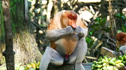 Close up alpha male proboscis monkey ( Nasalis larvatus) eating, 4K Stock Footage 135557168
