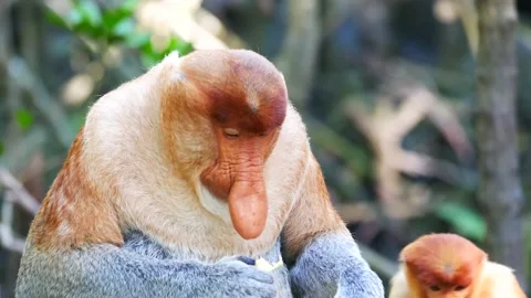 Close up alpha male proboscis monkey ( Nasalis larvatus) eating, 4K Stock Footage 135557183