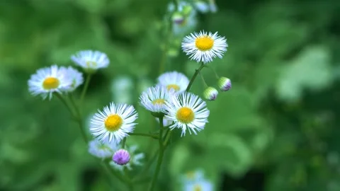Close-up of Alpine Aster Flowers Stock Footage 137506949