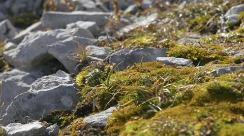 Close up of alpine flora with shallow depths of field  Stock Footage 43813816