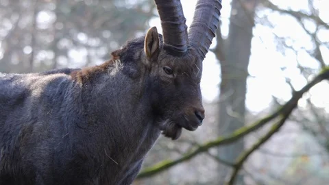 Close up of Alpine ibex Capricorn. Stock Footage 121284362