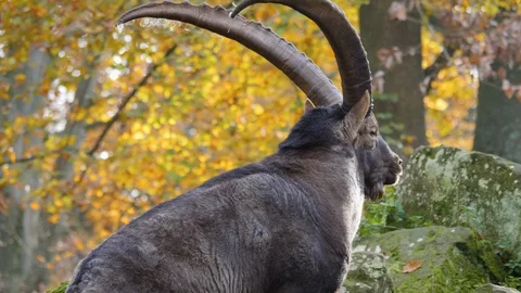 Close up of an alpine ibex Stock Footage 120261857